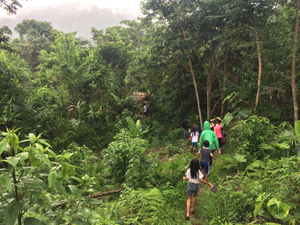 walk through rainforest